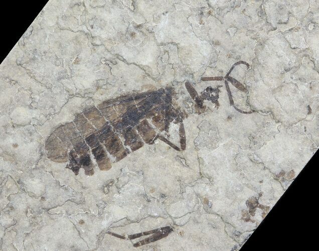 Fossil March Fly (Plecia) - Green River Formation #65148